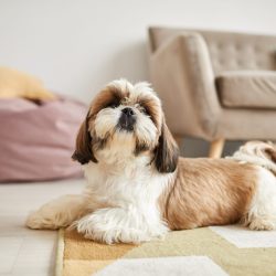Minimal portrait of small Shi-Tsu dog lying on carpet in cozy home interior, copy space