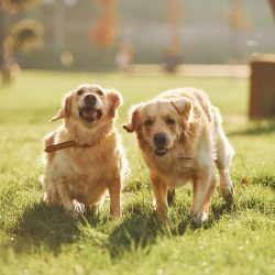 imgi_10_running-together-two-beautiful-golden-retriever-d-2025-03-18-22-02-03-utc