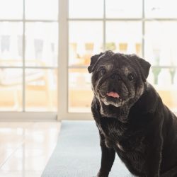 imgi_5_funny-pug-dog-sitting-on-the-floor-looking-at-came-2024-11-02-23-13-32-utc