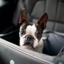 imgi_6_cute-dog-sitting-in-car-seat-2024-12-06-04-07-29-utc