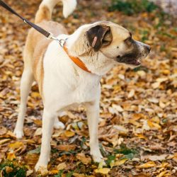 imgi_7_mixed-breed-yellow-brown-dog-sweet-dog-in-shelter-2025-03-13-22-33-52-utc